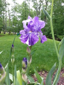 The first iris to show its brave face.