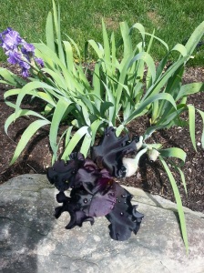 I don't know where my black irises come from, but I love them.