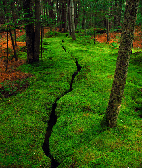 Moss Creek, Desert Island, Maine.