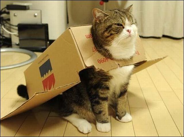 cardboard-plane-cat