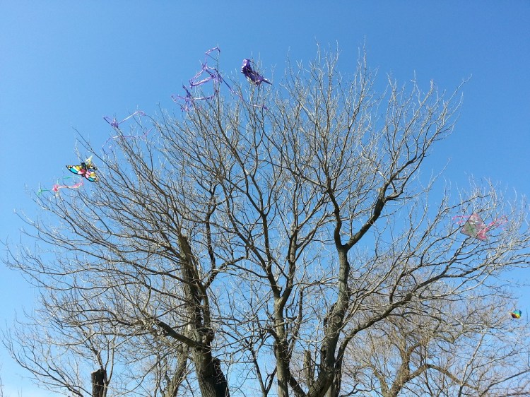 The kite-stealing tree.