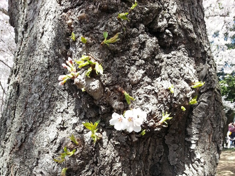 Not all the blossoms are on the branches.