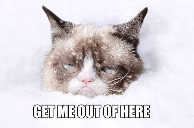grumpy-cat